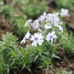 Plamenka šídlovitá 'Pharao Blue Eye' - Phlox subulata 'Pharao Blue Eye'
