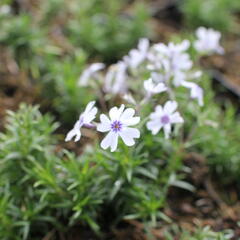 Plamenka šídlovitá 'Pharao Blue Eye' - Phlox subulata 'Pharao Blue Eye'
