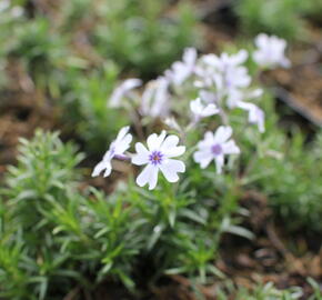 Plamenka šídlovitá 'Pharao Blue Eye' - Phlox subulata 'Pharao Blue Eye'