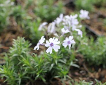 Plamenka šídlovitá 'Pharao Blue Eye'