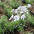 Phlox subulata 'Pharao Blue Eye'.JPG