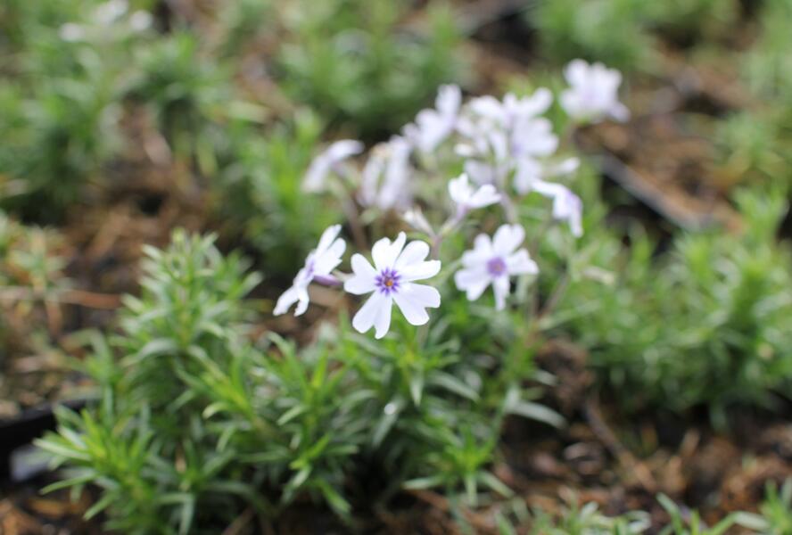 Plamenka šídlovitá 'Pharao Blue Eye' - Phlox subulata 'Pharao Blue Eye'