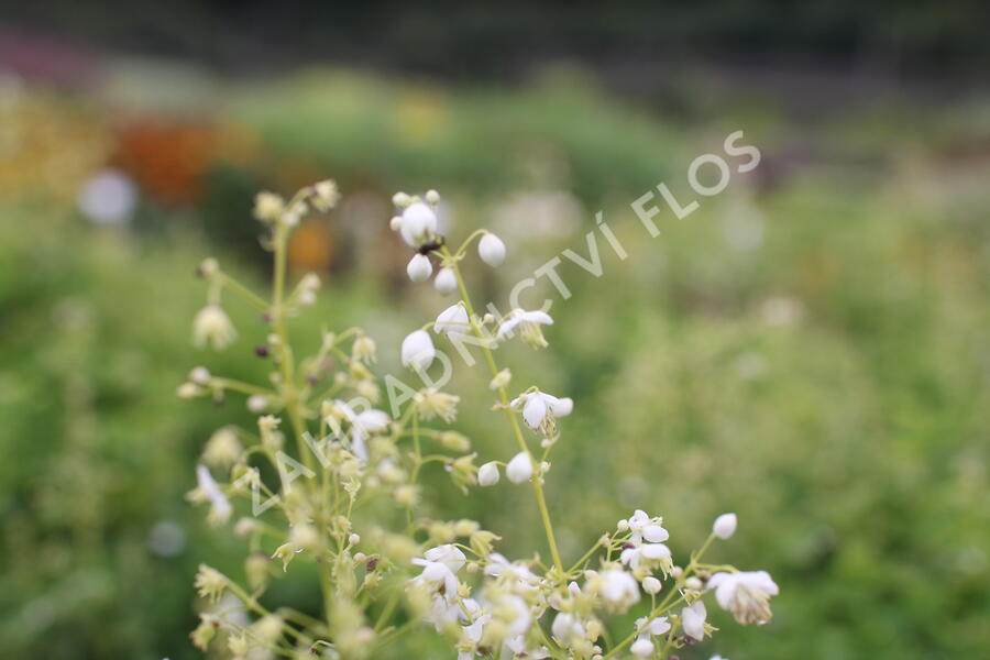 Žluťucha orlíčkolistá 'Album' - Thalictrum aquilegifolium 'Album'