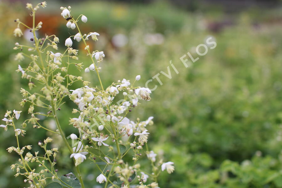 Žluťucha orlíčkolistá 'Album' - Thalictrum aquilegifolium 'Album'