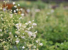 Žluťucha orlíčkolistá 'Album' - Thalictrum aquilegifolium 'Album'