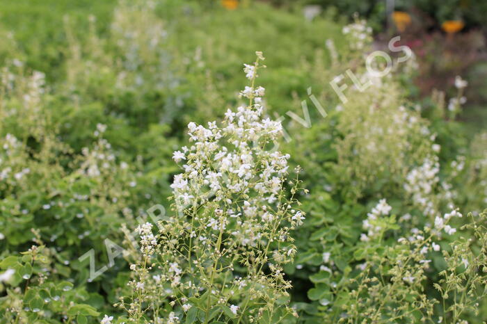 Žluťucha orlíčkolistá 'Album' - Thalictrum aquilegifolium 'Album'