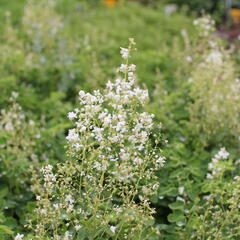 Žluťucha orlíčkolistá 'Album' - Thalictrum aquilegifolium 'Album'