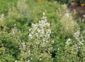 Žluťucha orlíčkolistá 'Album' - Thalictrum aquilegifolium 'Album'