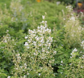Žluťucha orlíčkolistá 'Album' - Thalictrum aquilegifolium 'Album'