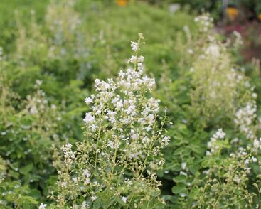 Žluťucha orlíčkolistá 'Album'