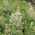 Thalictrum aquilegifolium 'Album'.JPG