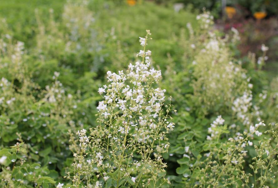 Žluťucha orlíčkolistá 'Album' - Thalictrum aquilegifolium 'Album'
