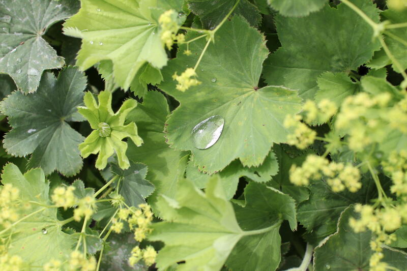 Trvalky a traviny s letní slevou