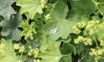 Alchemilla epipsila_01.JPG