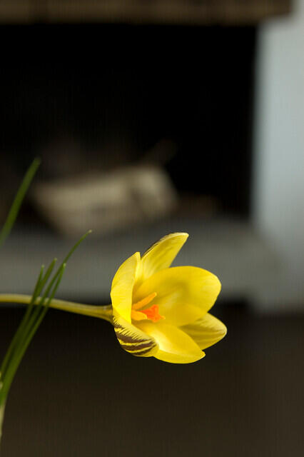 Krokus, šafrán zlatý 'Gipsy Girl' - Crocus chrysanthus 'Gipsy Girl'