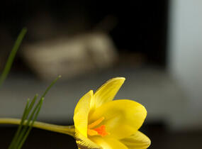 Krokus, šafrán zlatý 'Gipsy Girl' - Crocus chrysanthus 'Gipsy Girl'
