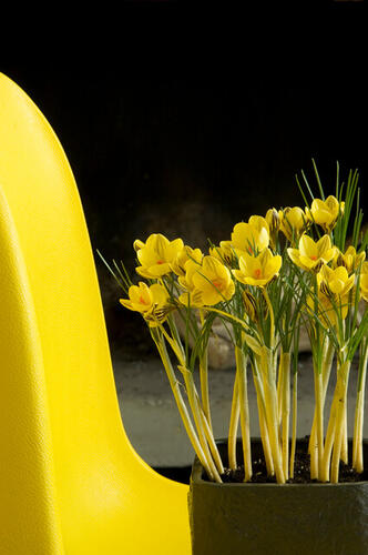 Krokus, šafrán zlatý 'Gipsy Girl' - Crocus chrysanthus 'Gipsy Girl'