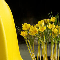 Krokus, šafrán zlatý 'Gipsy Girl' - Crocus chrysanthus 'Gipsy Girl'