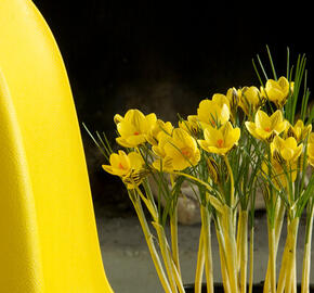 Krokus, šafrán zlatý 'Gipsy Girl' - Crocus chrysanthus 'Gipsy Girl'
