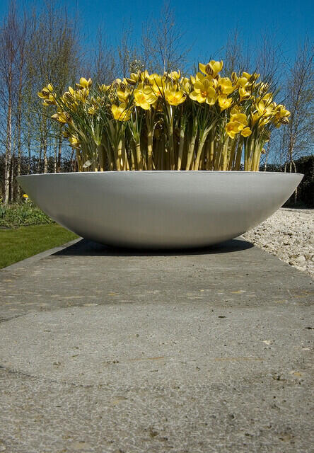 Krokus, šafrán zlatý 'Gipsy Girl' - Crocus chrysanthus 'Gipsy Girl'