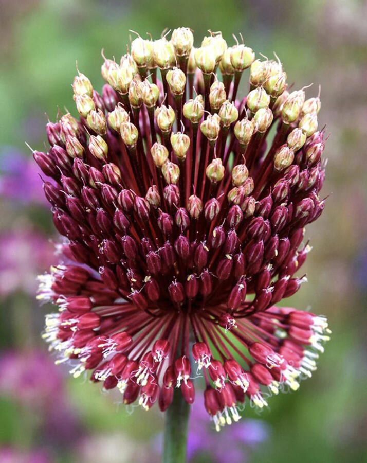 Česnek 'Red Mohican' - Allium 'Red Mohican'