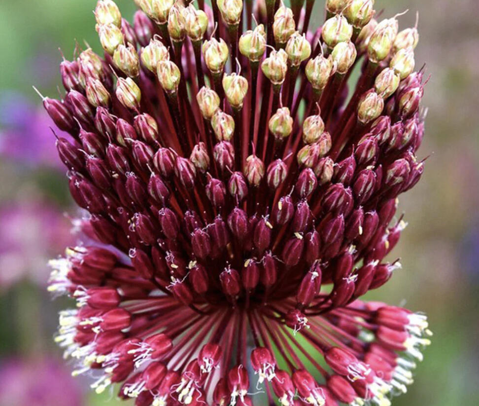 Česnek 'Red Mohican' - Allium 'Red Mohican'