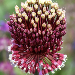 Česnek 'Red Mohican' - Allium 'Red Mohican'