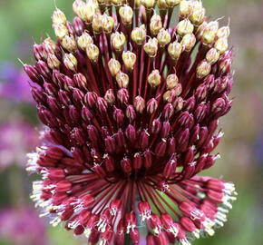 Česnek 'Red Mohican'