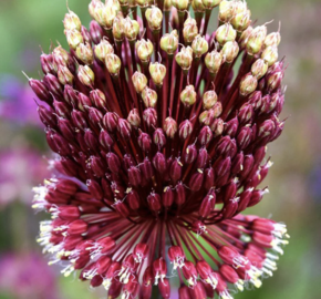 Česnek 'Red Mohican' - Allium 'Red Mohican'