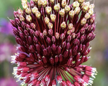 Česnek 'Red Mohican'