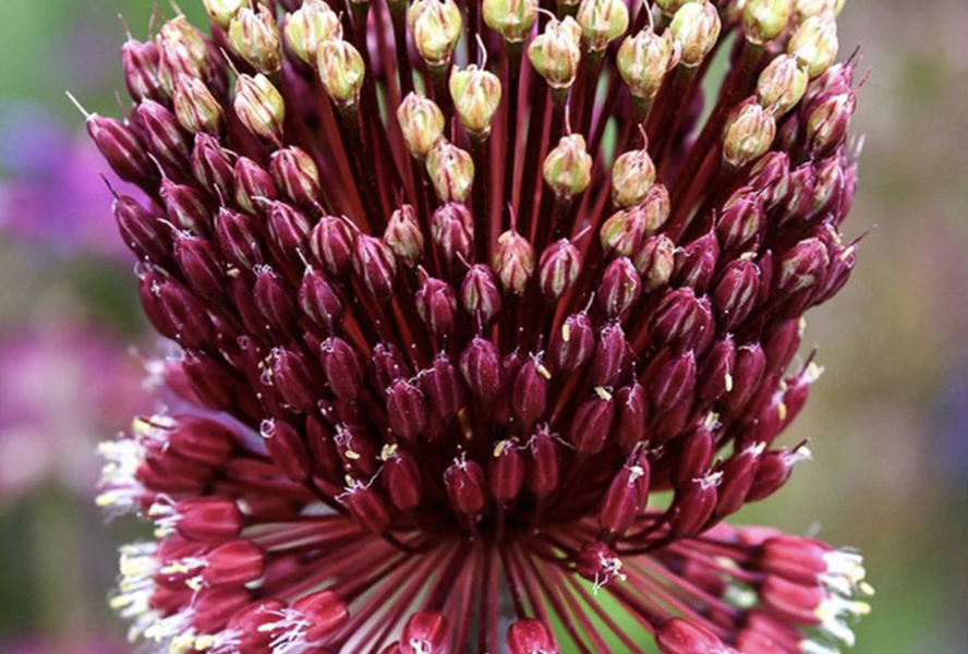 Česnek 'Red Mohican' - Allium 'Red Mohican'