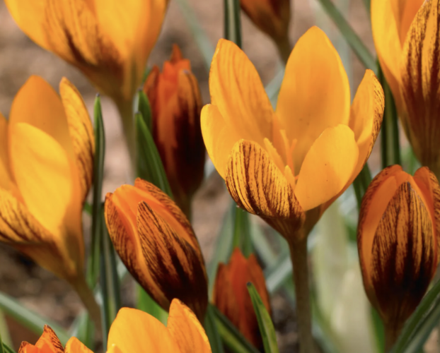 Krokus, šafrán botanický olivieri 'Orange Monarch' - Crocus olivieri 'Orange Monarch'