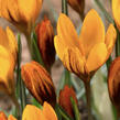 Krokus, šafrán botanický olivieri 'Orange Monarch' - Crocus olivieri 'Orange Monarch'