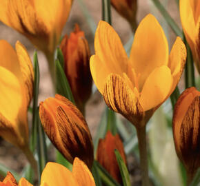 Krokus, šafrán botanický olivieri 'Orange Monarch'