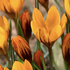Crocus olivieri _Orange Monarch_.png