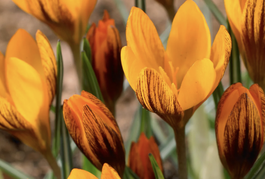 Krokus, šafrán botanický olivieri 'Orange Monarch' - Crocus olivieri 'Orange Monarch'