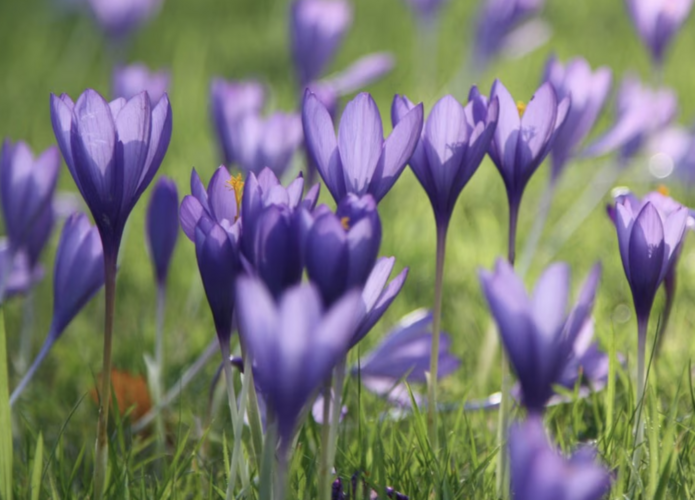 Krokus, šafrán 'Conqueror' - Crocus speciosus 'Conqueror'