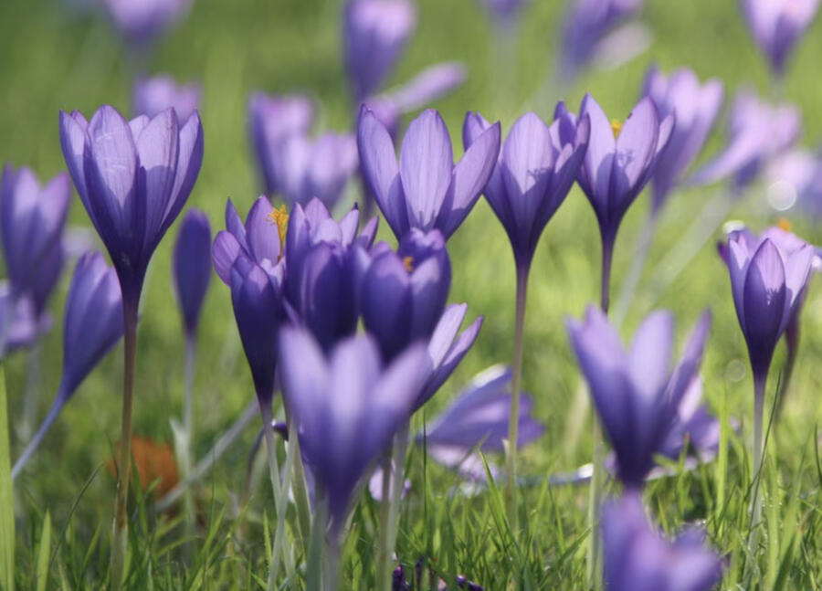 Krokus, šafrán 'Conqueror' - Crocus speciosus 'Conqueror'