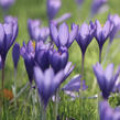 Krokus, šafrán 'Conqueror' - Crocus speciosus 'Conqueror'