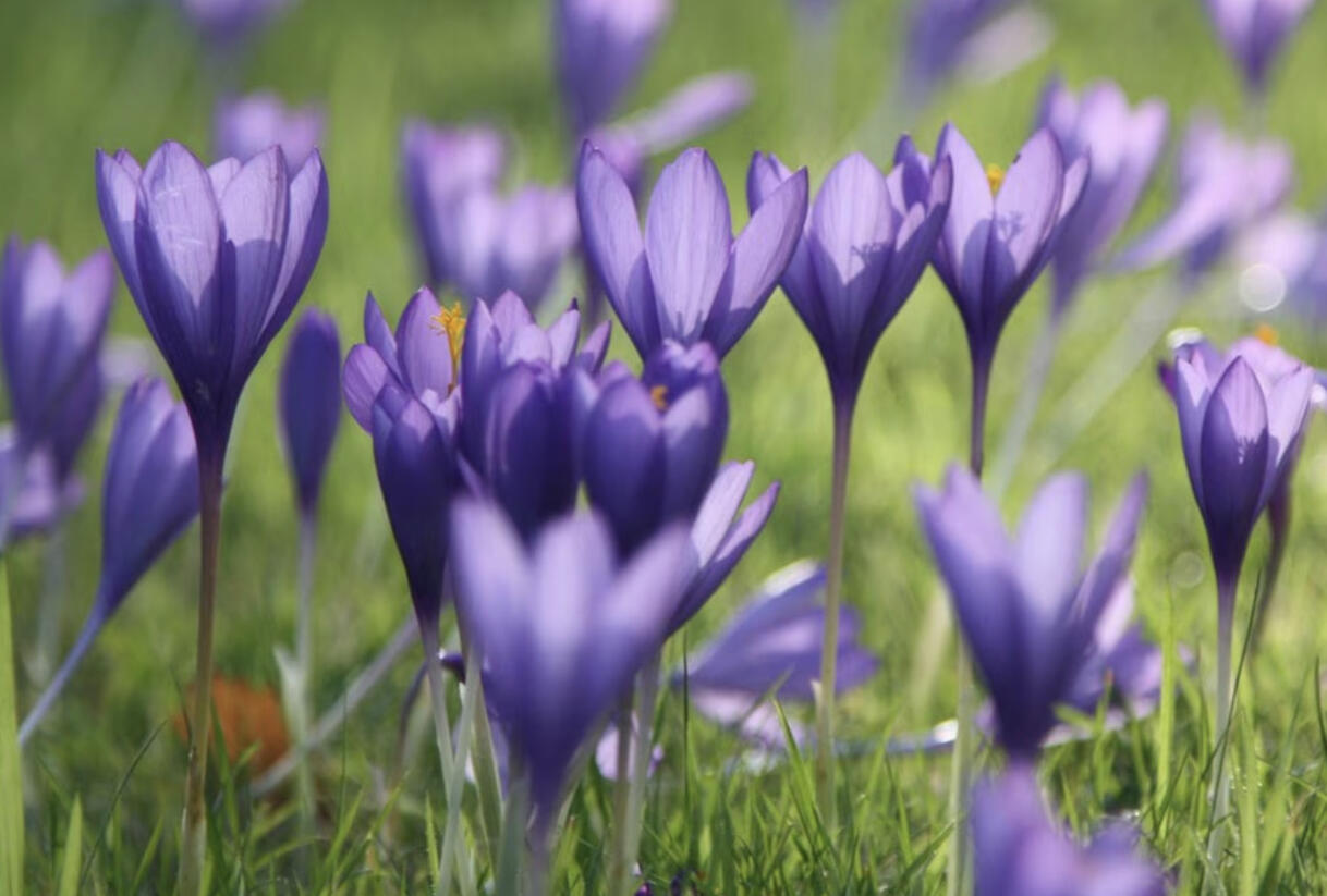 Krokus, šafrán 'Conqueror' - Crocus speciosus 'Conqueror'