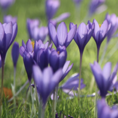Krokus, šafrán 'Conqueror' - Crocus speciosus 'Conqueror'