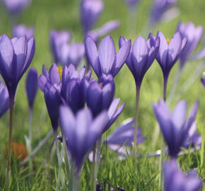 Krokus, šafrán 'Conqueror'