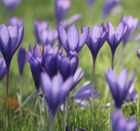 Krokus, šafrán 'Conqueror' - Crocus speciosus 'Conqueror'