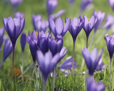 Krokus, šafrán 'Conqueror'