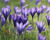 Krokus, šafrán 'Conqueror'