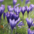 Crocus speciosus _Conqueror_.png