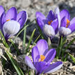 Krokus, šafrán botanický 'Yalta' - Crocus 'Yalta'