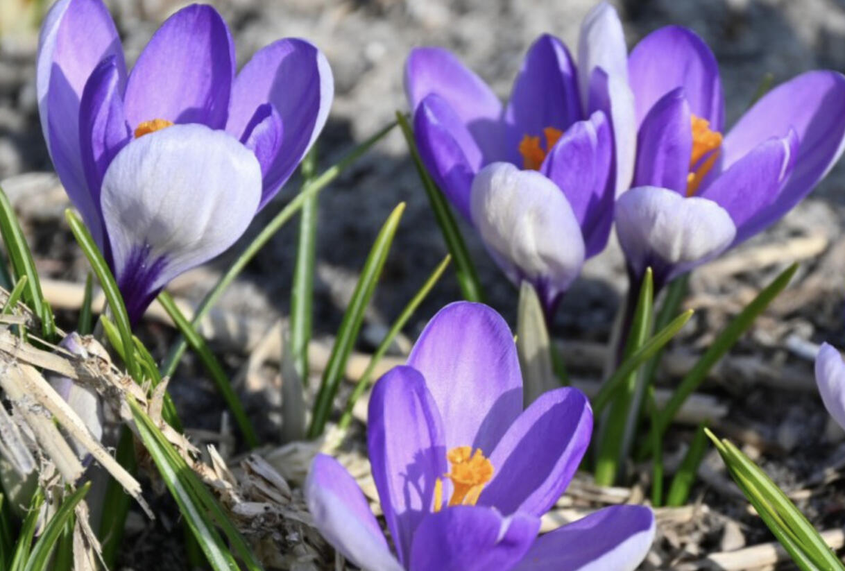 Krokus, šafrán botanický 'Yalta' - Crocus 'Yalta'