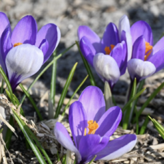 Krokus, šafrán botanický 'Yalta' - Crocus 'Yalta'