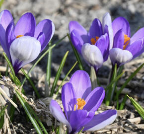 Krokus, šafrán botanický 'Yalta'